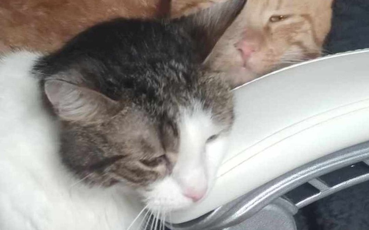 Zbiórka Sanacja dla Meganka i Anyża - zdjęcie główne