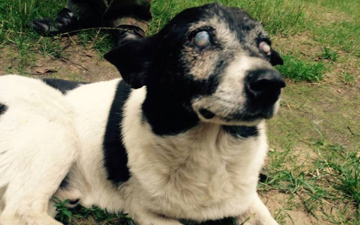 Zbiórka ŚLEPY,GŁUCHY,STARY i PORZUCONY ! - zdjęcie główne