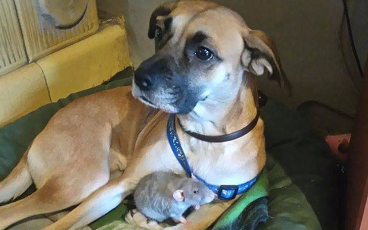 Zbiórka Dzindzer -ratujmy jej nerki - zdjęcie główne