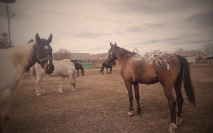 Zbiórka Zbieram na wyżywienie mioch koni - zdjęcie główne