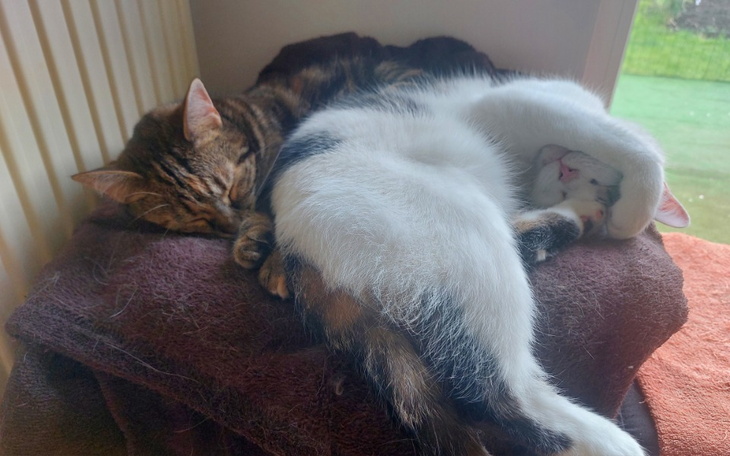 Zbiórka Zima, morderczy sezon dla kotów - zdjęcie główne