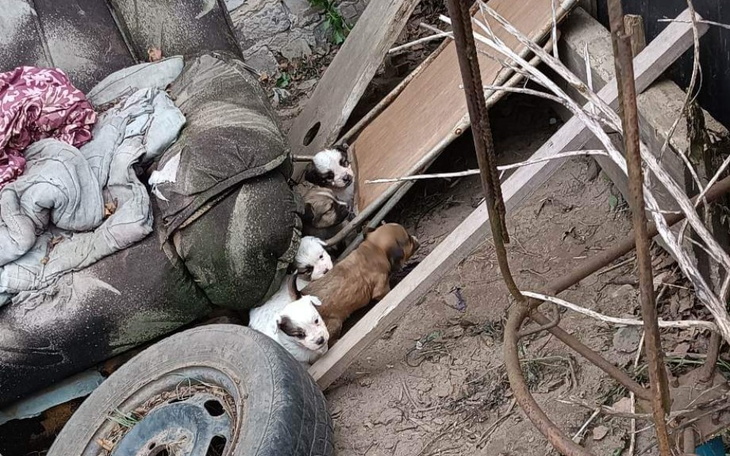 Zbiórka Błagalna pomoc dla psiaków ... - zdjęcie główne