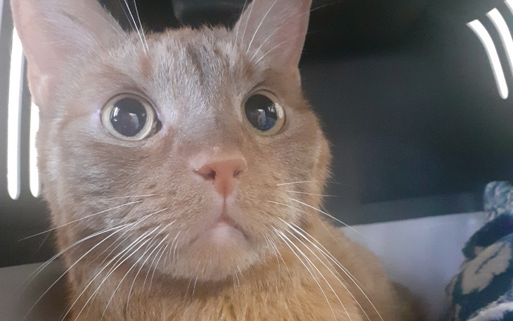 Zbiórka Badanie tomografu komputerowego - zdjęcie główne