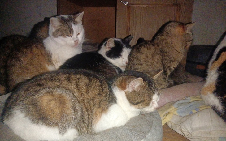 Grupa kotów odpoczywających razem na poduszce.