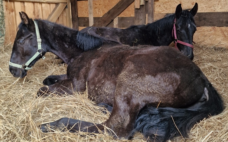Zbiórka Ratunek dla koni - zdjęcie główne
