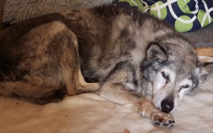 Zbiórka NapomocJanuszkowi - zdjęcie główne