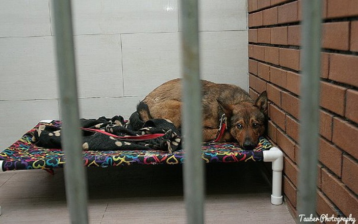 Smutny pies w klatce, czekający na nowy dom.