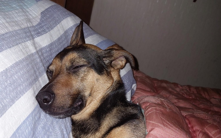 Śpiący pies przytulony do poduszki, wygląda na zrelaksowanego.