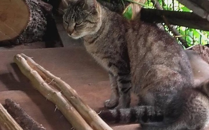 Kot siedzący na drewnie, w otoczeniu gałęzi.