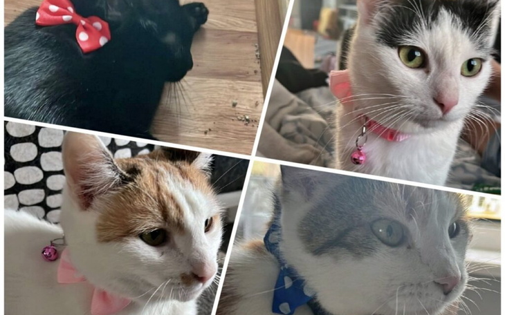 Koty w kolorowych kokardkach, urocze i zabawne.