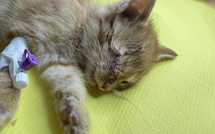 Chory kot odpoczywający po zabiegu.