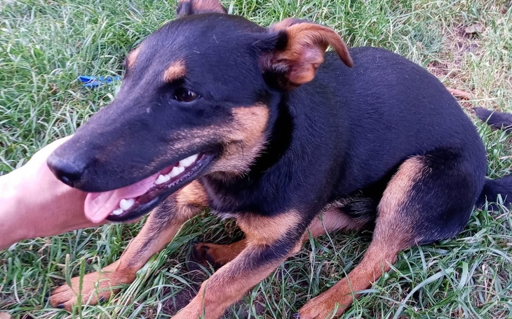 Szczeniak bawiący się na trawie, z uśmiechem na pyszczku.