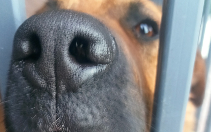 Zbliżenie na nos psa, z wyraźnymi detalami.