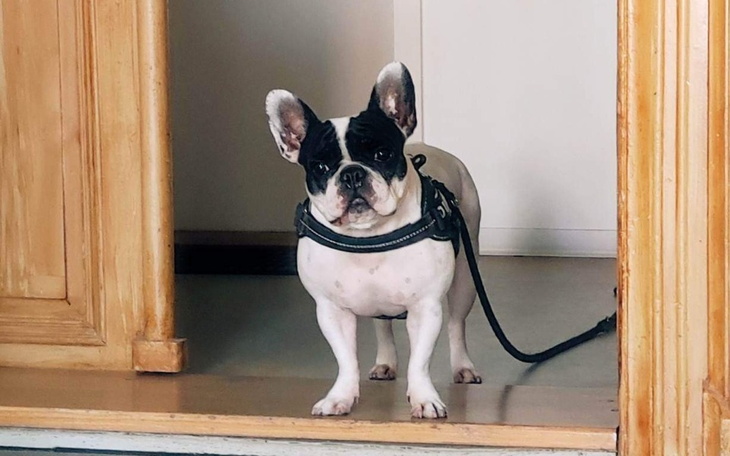 Zbiórka Diagnostyka i leczenie Tinki - zdjęcie główne