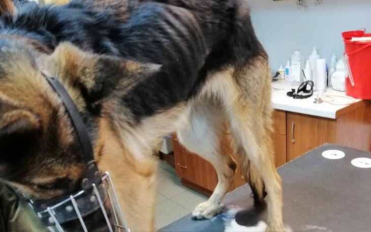 Zbiórka Zagłodzona Nora prosi o wsparcie - zdjęcie główne