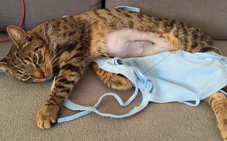 Zbiórka Leczenie rocznego kotka - zdjęcie główne