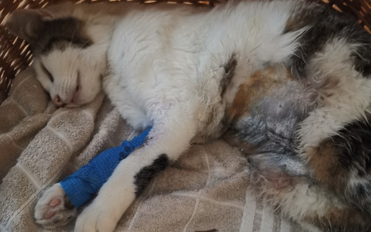 Zbiórka Leczenie kotki z nowotworem - zdjęcie główne