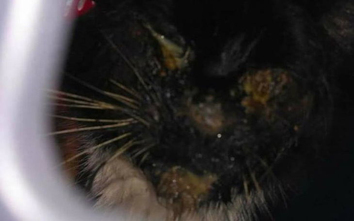 Zbiórka I Fuksowi nie pozwólmy odejść... - zdjęcie główne