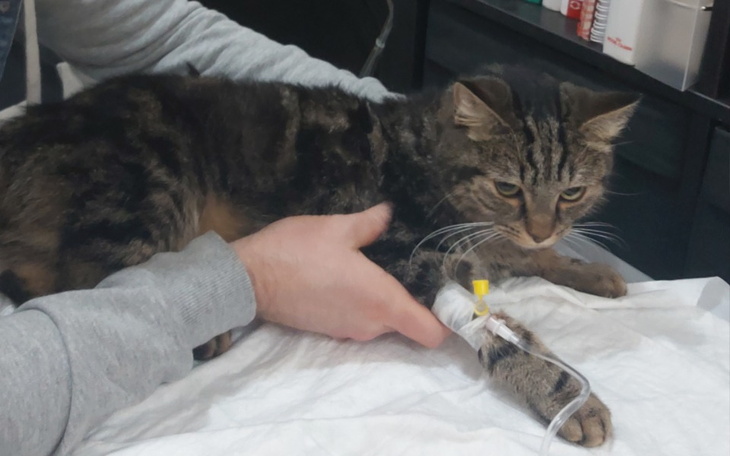 Zbiórka Pomoc dla Rockyego - zdjęcie główne