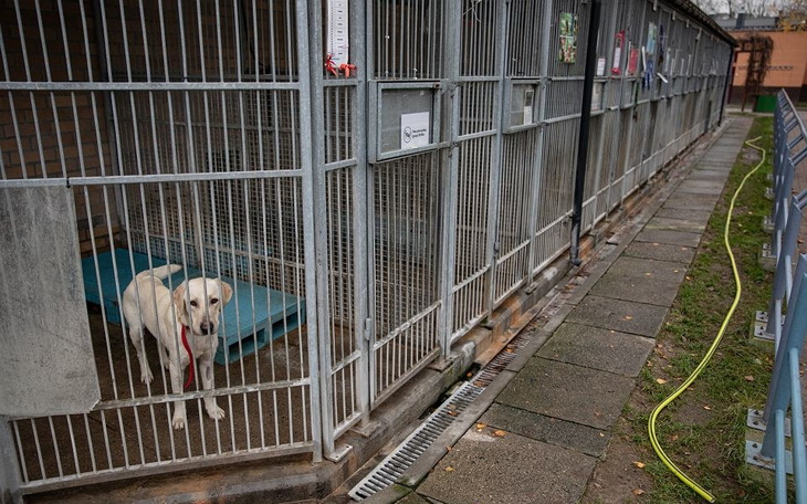 Zbiórka Dotacja dla schroniska - zdjęcie główne