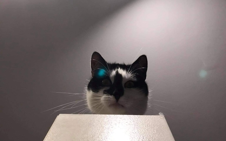 Zbiórka Usuwanie zęba kotu - zdjęcie główne