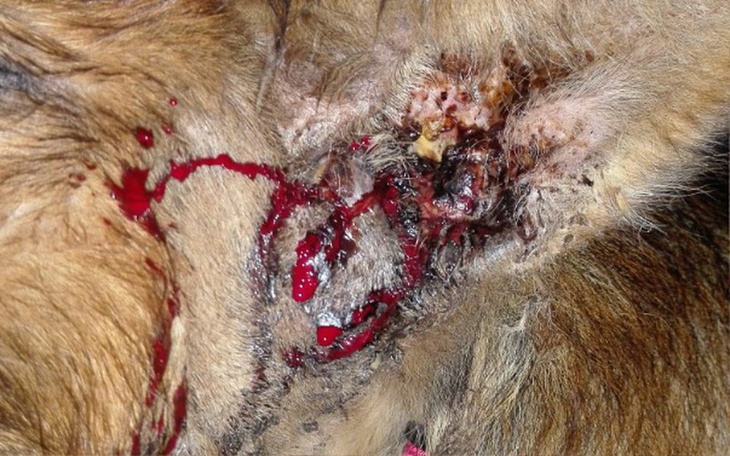 Zbiórka Czarek owczarek w poszukiwaniu r - zdjęcie główne