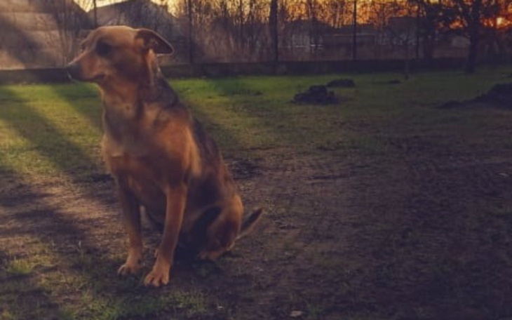 Pies siedzący na trawie, w tle zachód słońca.