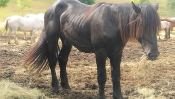 Zbiórka Życie dla Aresa - miniaturka zdjęcia