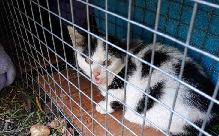 Kotek w klatce, z niepewnym spojrzeniem.