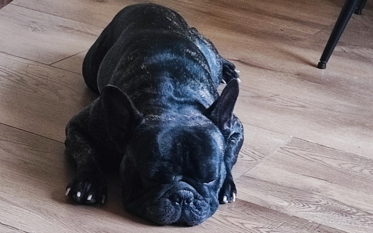 Zbiórka Na operacje dla buldoczka - zdjęcie główne