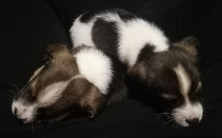 Zbiórka Szczeniaki bez matki - pomocy - zdjęcie główne