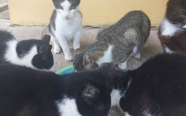 Zbiórka Sterylizacja kotek wiejskich - zdjęcie główne