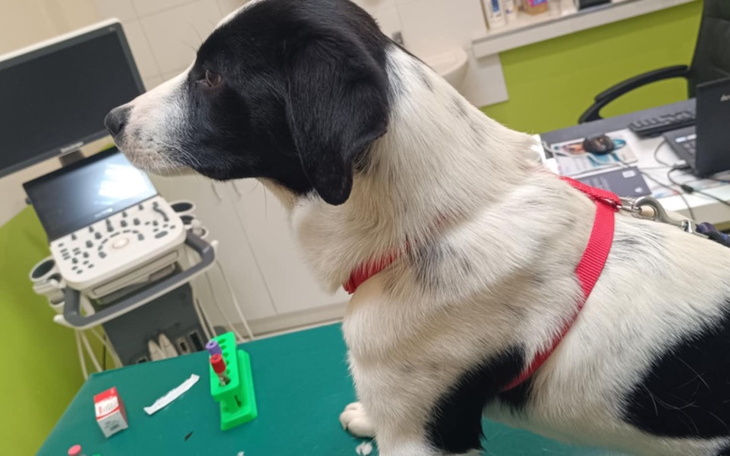 Pies w klinice weterynaryjnej.