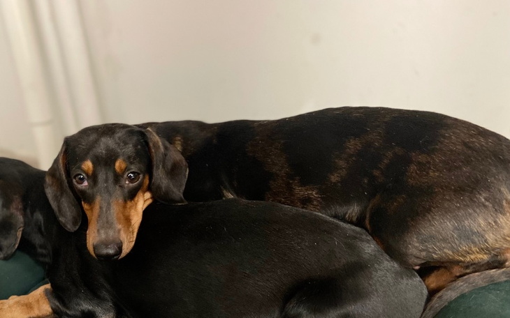 Dwa psy leżące obok siebie, jeden z nich patrzy w kamerę.