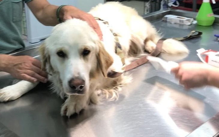 Zbiórka Adopcja_Misi - zdjęcie główne