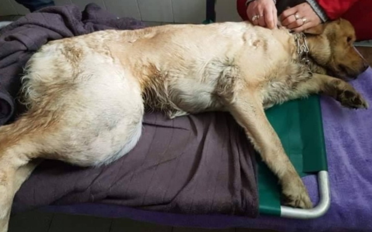 Zbiórka Pomoc dla mojego psa borysa - zdjęcie główne