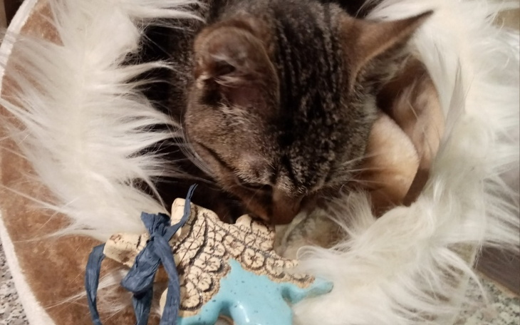 Zbiórka Gwiazdka dla Patrola - zdjęcie główne