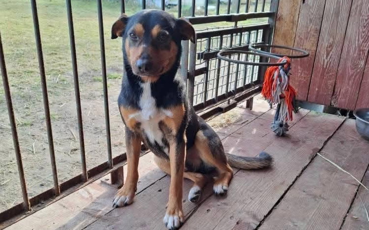 Pies siedzący na drewnianej podłodze w budynku.