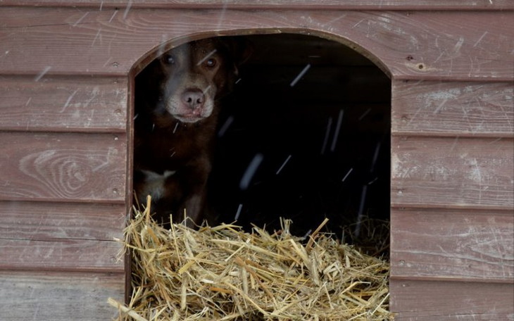 Zbiórka Wiaderko Ciepła dla zwierząt - zdjęcie główne