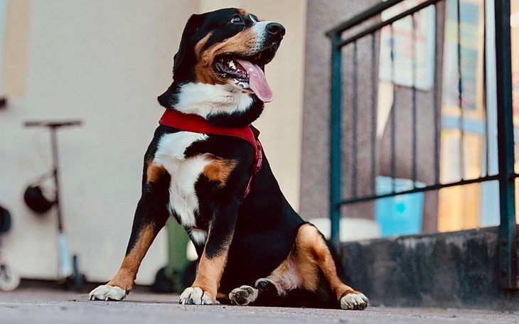 Pies siedzący na ulicy, z językiem na wierzchu.
