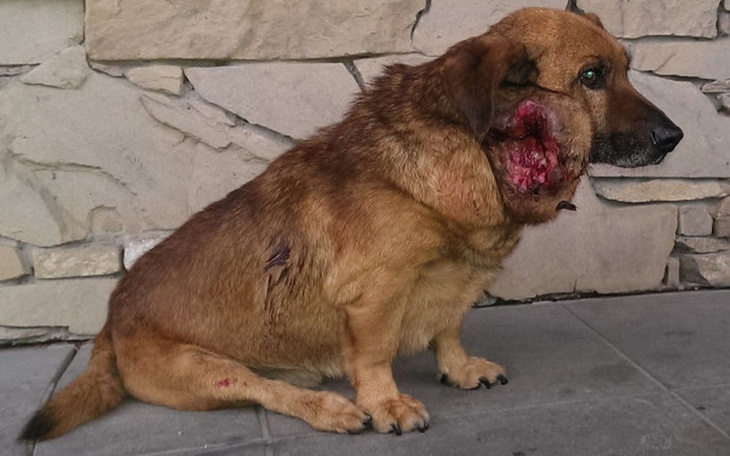 Zbiórka Ciapuś ogromna rana - zdjęcie główne