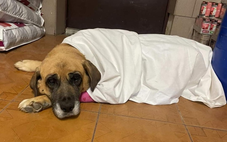 Zbiórka Felicja zaniemogła... - zdjęcie główne