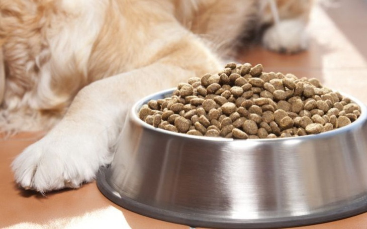 Zbiórka Zbieram na jedzenie dla psów itp - zdjęcie główne