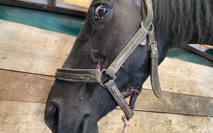 Zbiórka OSTATNIE dni życia Czary... - zdjęcie główne