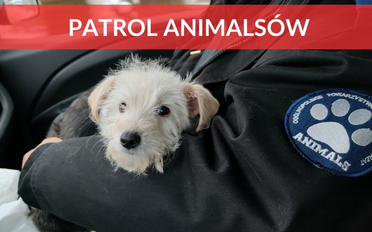 Zbiórka Ratujemy psiaki łańcuchowe - zdjęcie główne