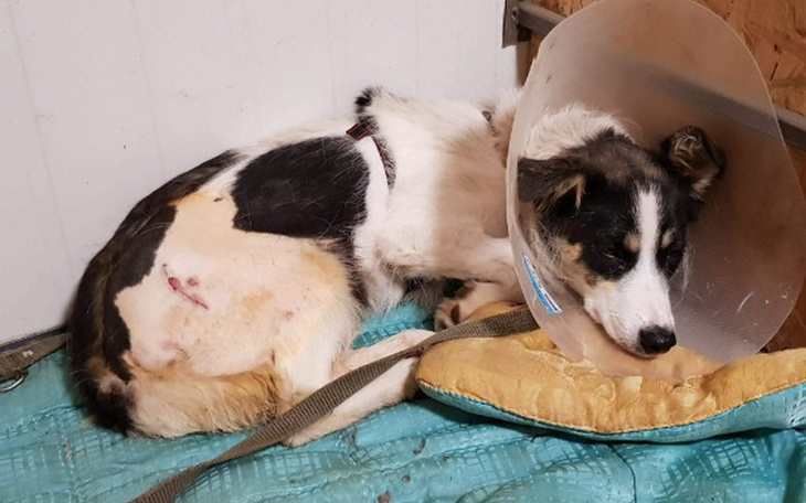 Zbiórka Pipi po ZDERZENIU Z SAMOCHODEM - zdjęcie główne