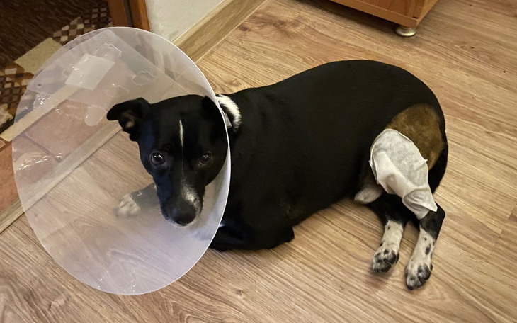 Pies w kołnierzu ochronnym, leży na podłodze.