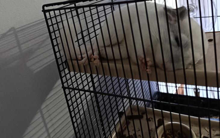 Chinchilla leżąca na półce w klatce, wygląda na zrelaksowaną.