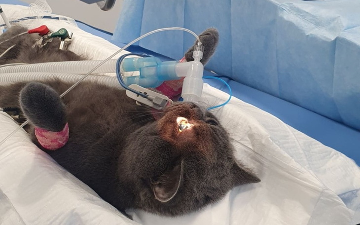 Zbiórka Jak nie dostanę leku-oślepnę - zdjęcie główne