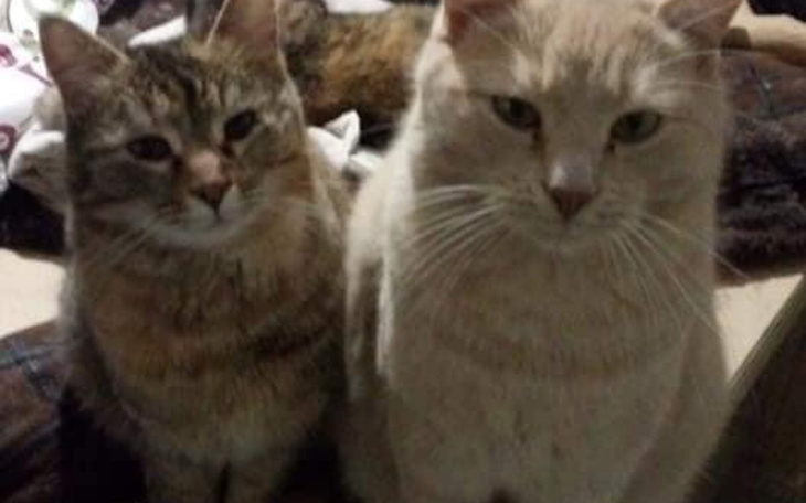 Zbiórka Pomoc dla Oksany i jej zwierząt - zdjęcie główne